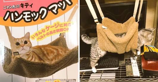 猫あるある画像