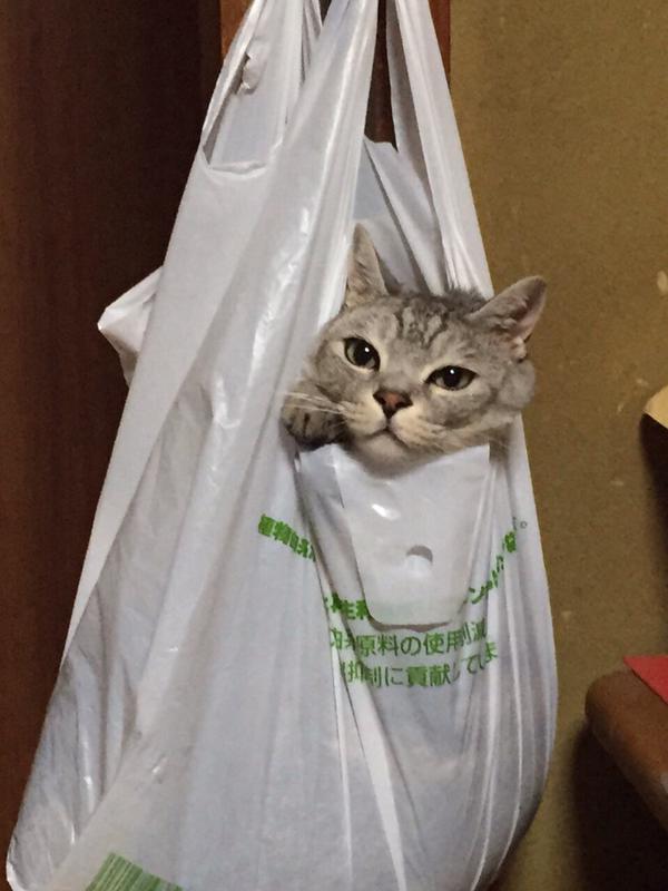 猫あるある画像