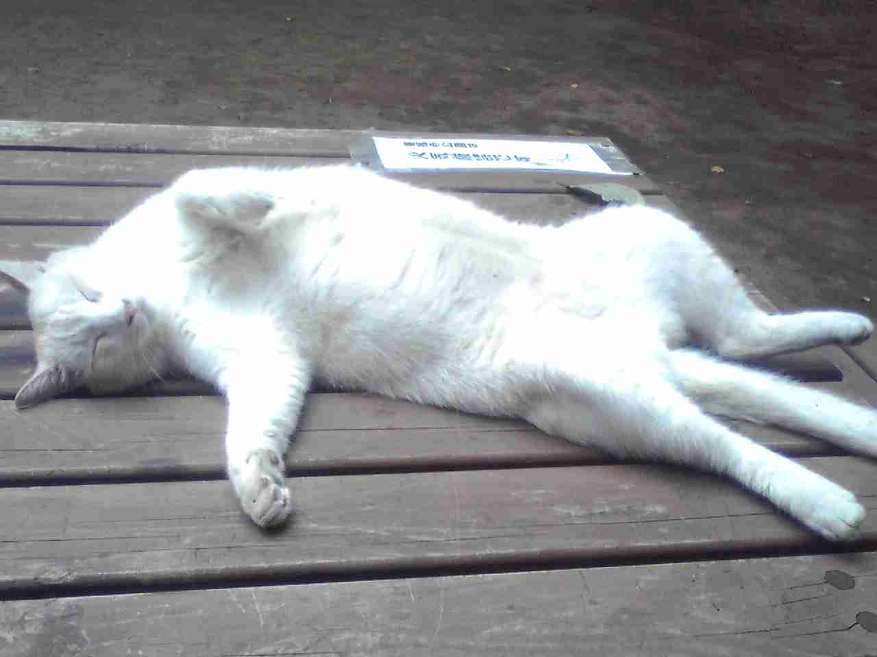 【画像】眠っている動物たち