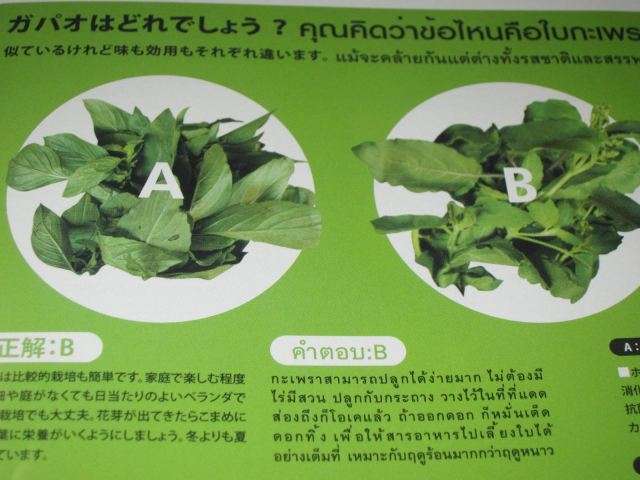 タイ料理「ガパオライス」の「ガパオ」は「スイートバジルではなく、ホーリーバジルです」（２つの見分け方） : ◆毎日カレー◆と★タイ料理★ by エスニカン