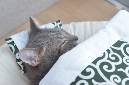【画像】眠っている動物たち