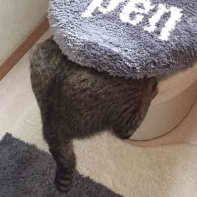 猫あるある画像