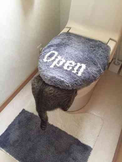 猫あるある画像