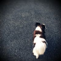 動物好きは知っておくべき「パピーミル」のこと - NAVER まとめ