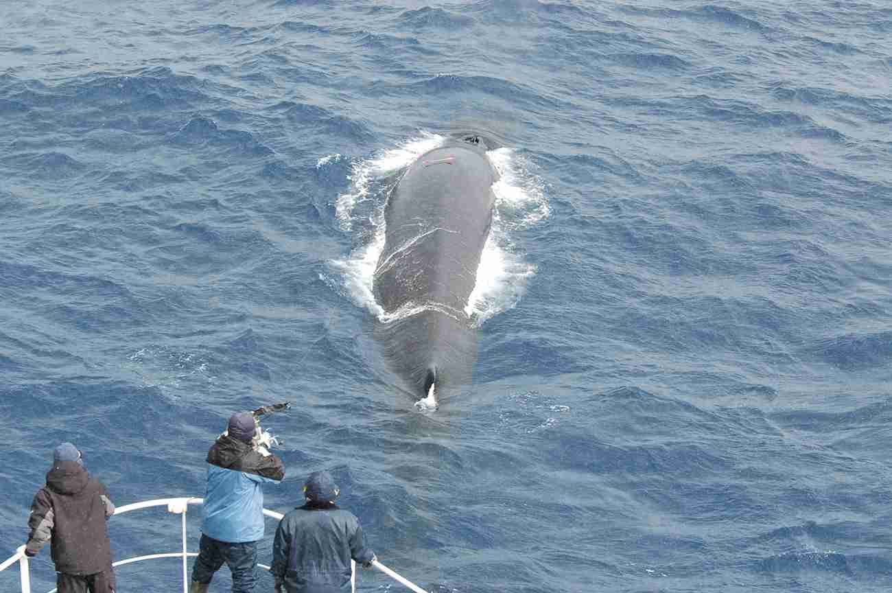 クジラやホオジロザメ、シャチなど海の大きな生き物が好きな人