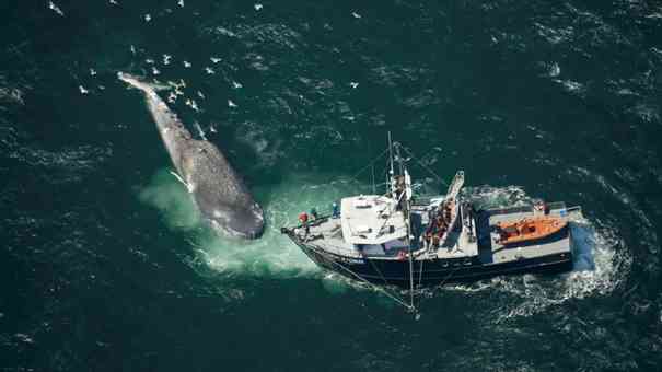 クジラやホオジロザメ、シャチなど海の大きな生き物が好きな人
