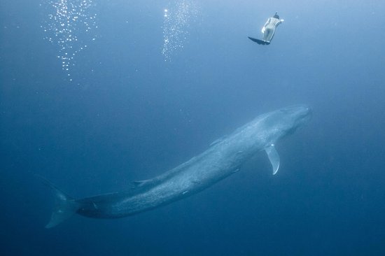 クジラやホオジロザメ、シャチなど海の大きな生き物が好きな人