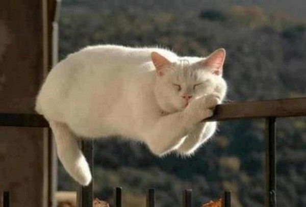 【画像】眠っている動物たち