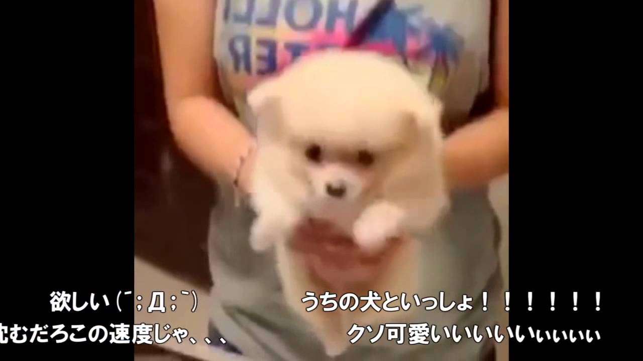 【かわいい犬】水の音に身体が反応して犬かきする もふもふ犬 - YouTube