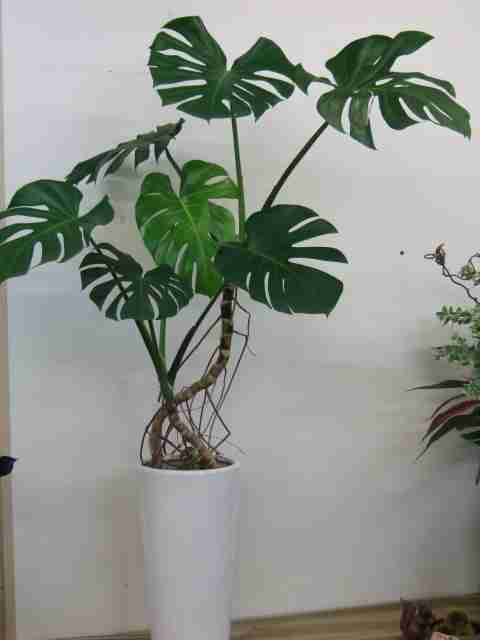 観葉植物置いてる人ー！！