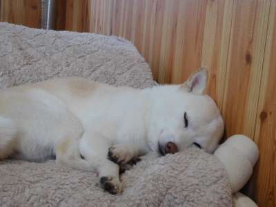 【画像】眠っている動物たち