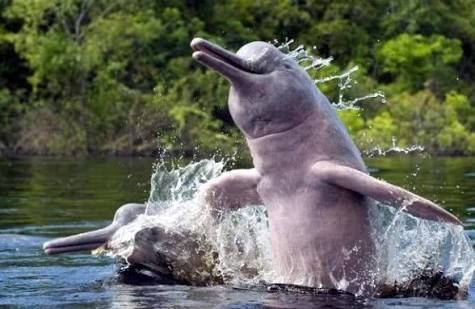 クジラやホオジロザメ、シャチなど海の大きな生き物が好きな人