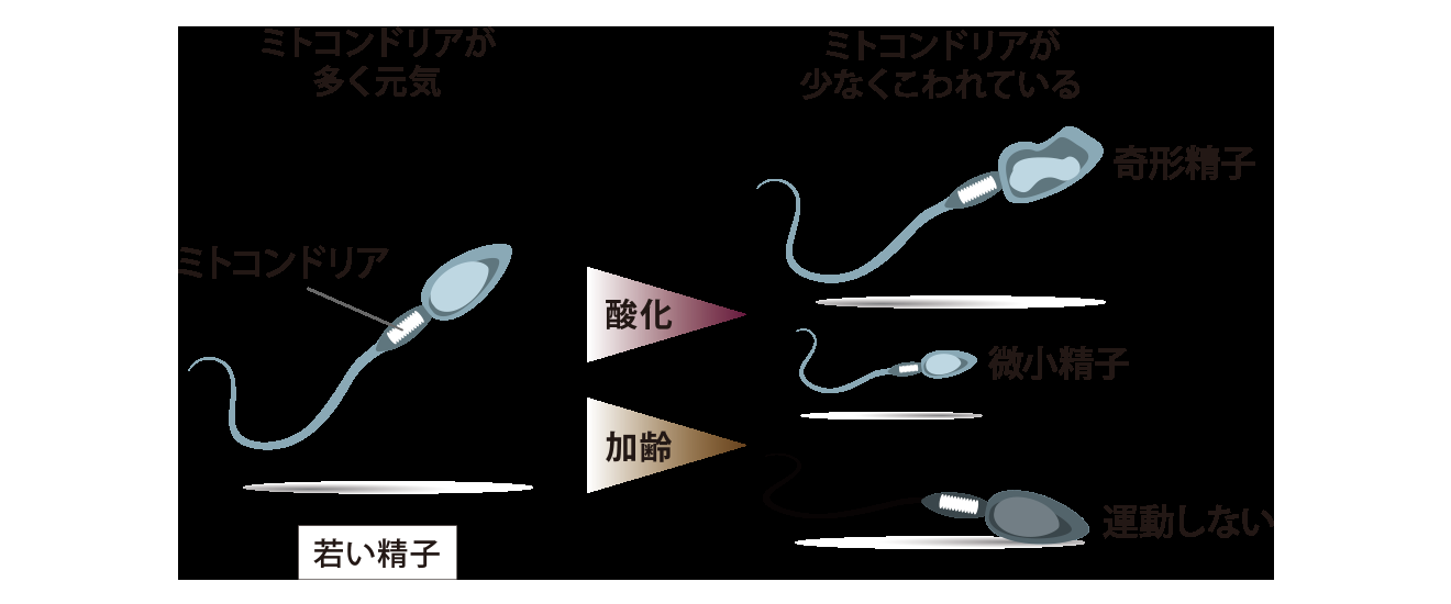 不妊治療、上司に告げたら…「来春からにして」　30代女性の思い