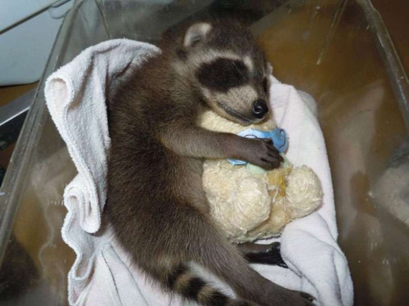 【画像】眠っている動物たち