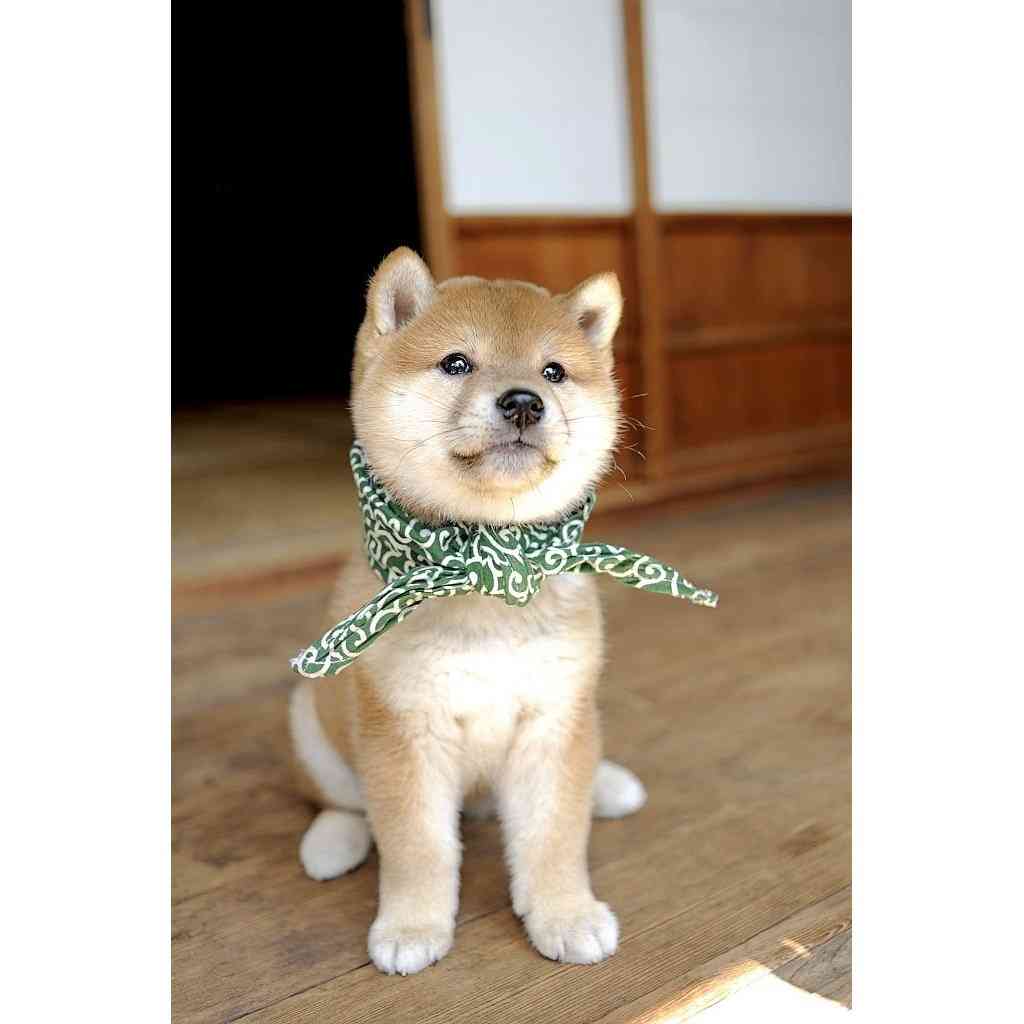 かわいい子犬の画像を貼るトピ