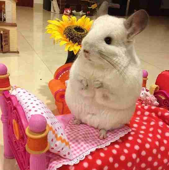 もふもふした動物達の画像を貼るトピ