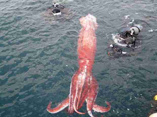 クジラやホオジロザメ、シャチなど海の大きな生き物が好きな人