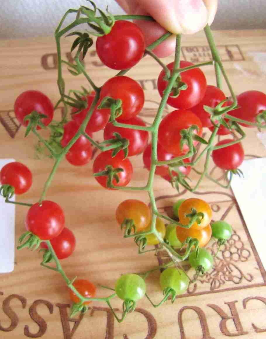 珍しい野菜