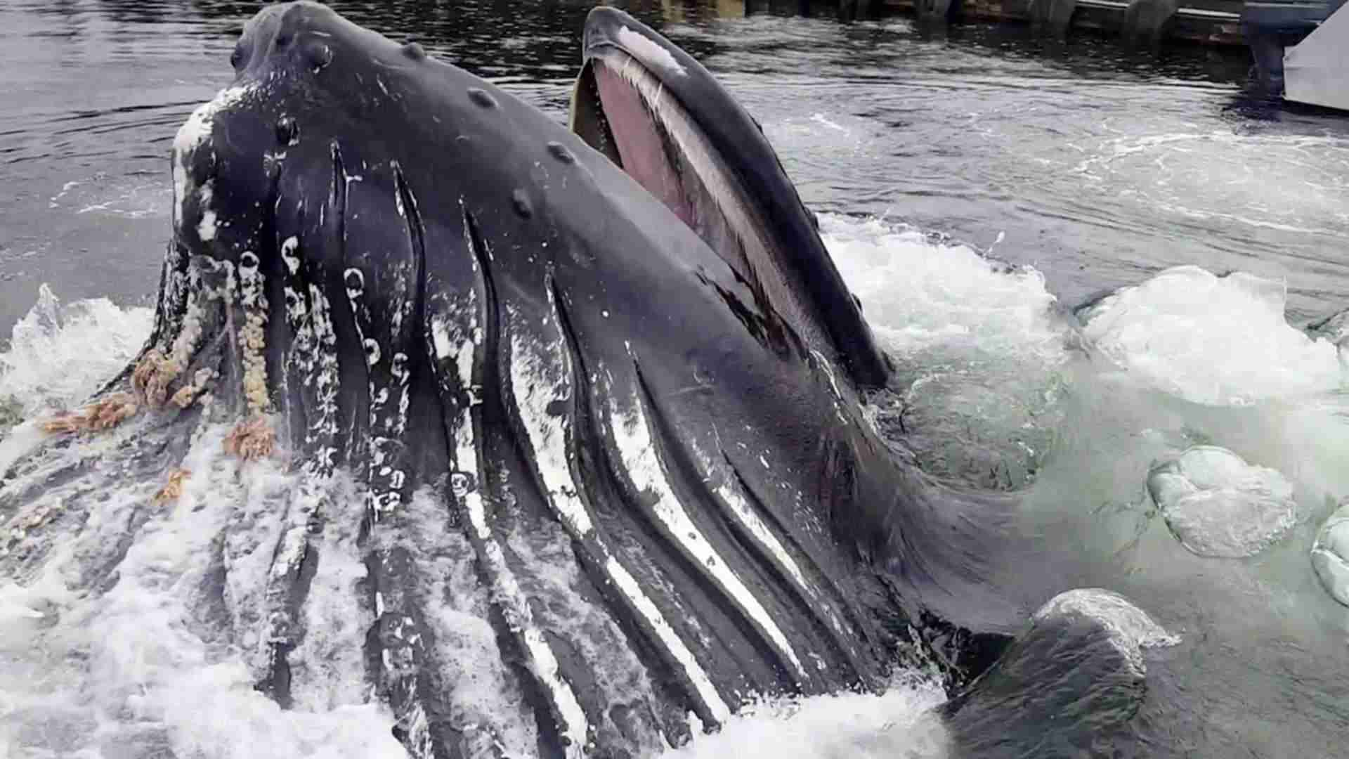 Humpback Whale Breaches Surface By Docks - YouTube