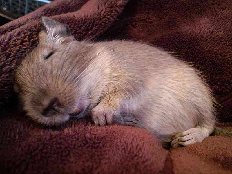 【画像】眠っている動物たち
