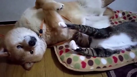 柴犬と猫の昼寝「腕枕が最高に気持ちいいんだニャ」「辛いんだワン」 