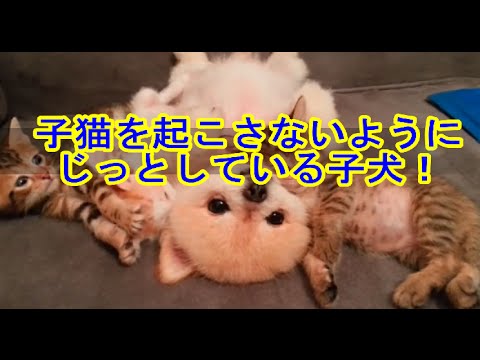 【激カワ】寝ている子猫を起こさないようにじっとしているポメラニアンの子犬 - YouTube