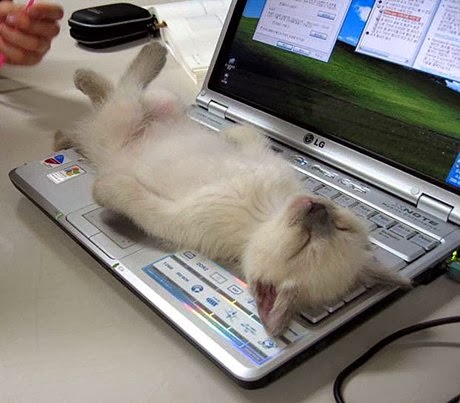 【画像】眠っている動物たち