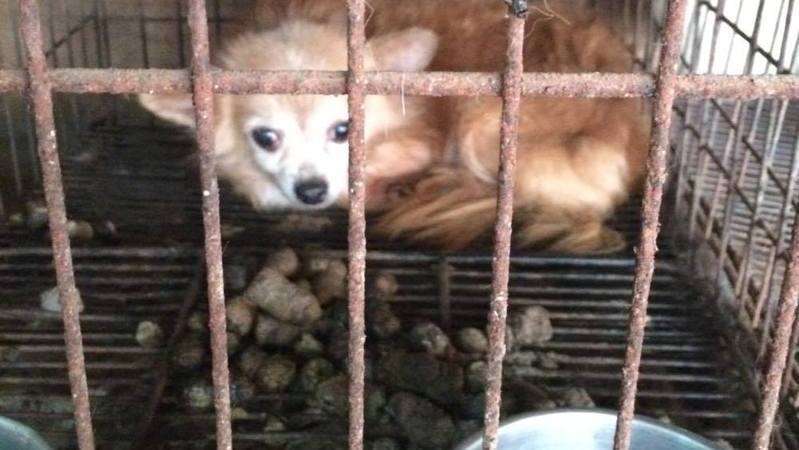 「犬の引き取り屋」で生き、死んでいく犬たち　「不幸」の再生産を止めるため、求められる二つの施策(太田匡彦) - 個人 - Yahoo!ニュース