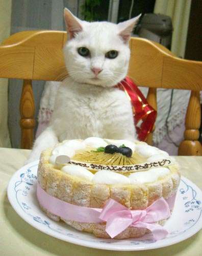 皆さんのパートナーは誕生日を祝ってくれますか？