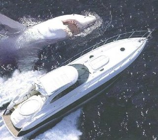 クジラやホオジロザメ、シャチなど海の大きな生き物が好きな人