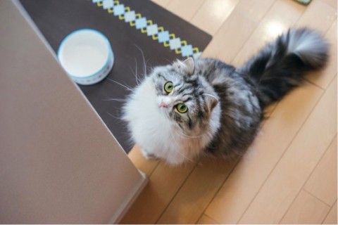 猫あるある画像