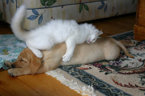 【画像】眠っている動物たち