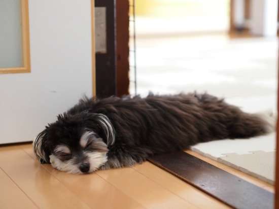 【画像】眠っている動物たち