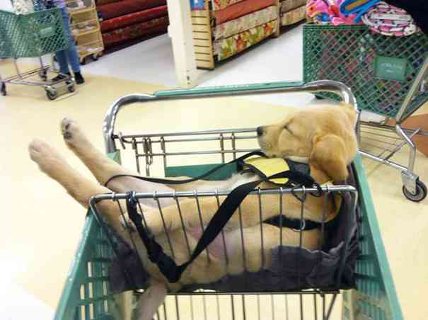 【画像】眠っている動物たち