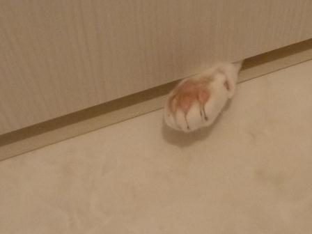 猫あるある画像