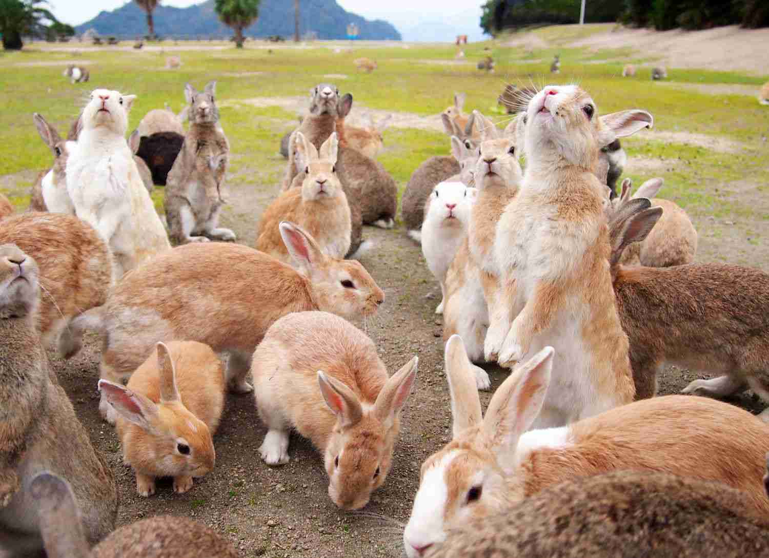【画像】可愛い動物が溜まりに溜まるトピ