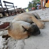 【画像】眠っている動物たち