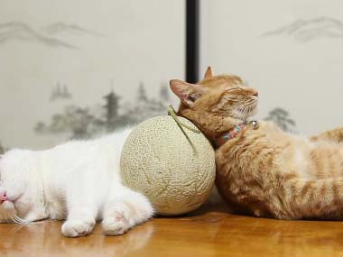 【画像】眠っている動物たち