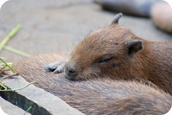 【画像】眠っている動物たち