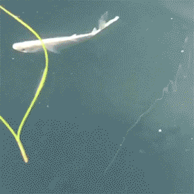 金魚みたいに口をパクパク…滝沢秀明に「キスが下手くそ！」とダメ出しが殺到 