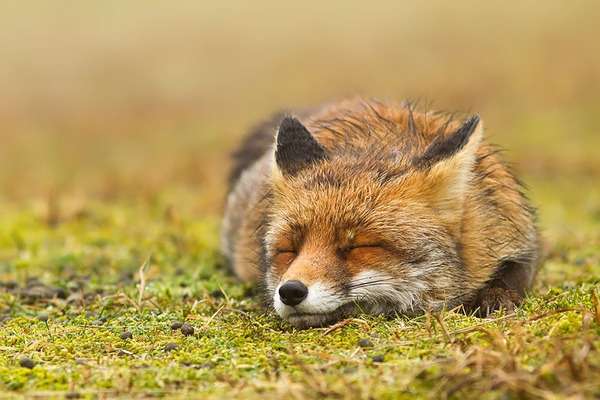 【画像】眠っている動物たち