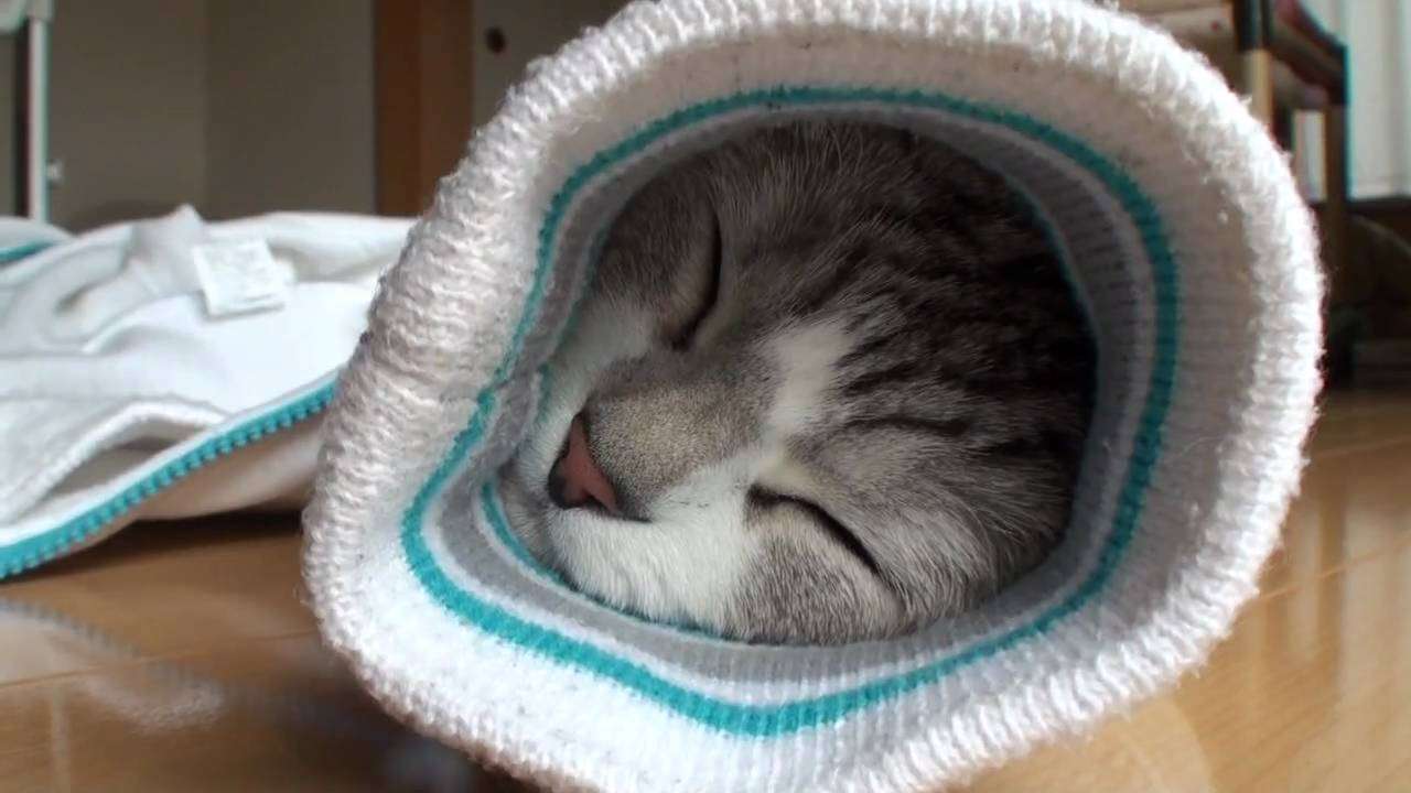 【画像】眠っている動物たち