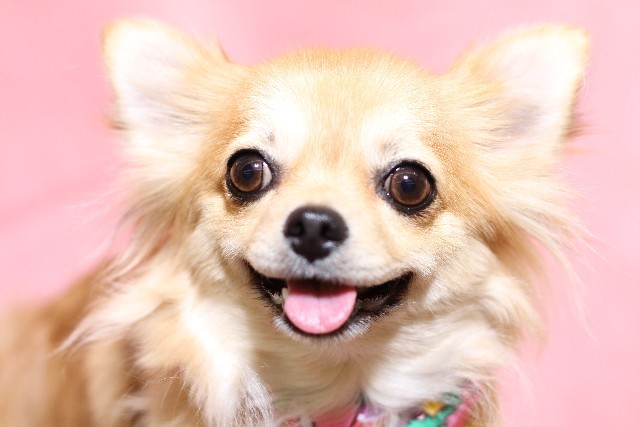 ダックスloveな人、大集合!!