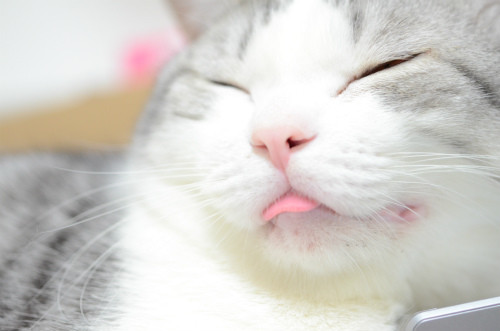 猫あるある画像
