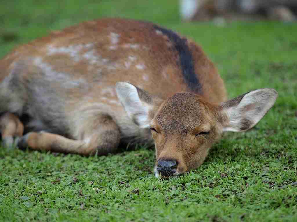 【画像】眠っている動物たち