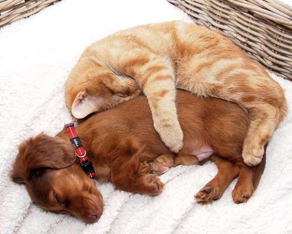柴犬と猫の昼寝「腕枕が最高に気持ちいいんだニャ」「辛いんだワン」 