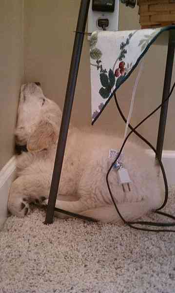 【画像】眠っている動物たち