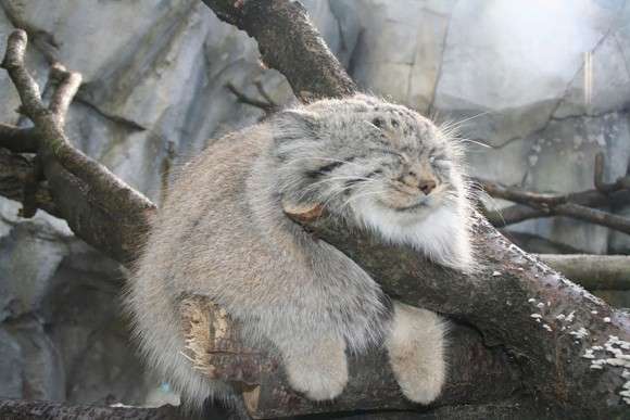 もふもふした動物達の画像を貼るトピ