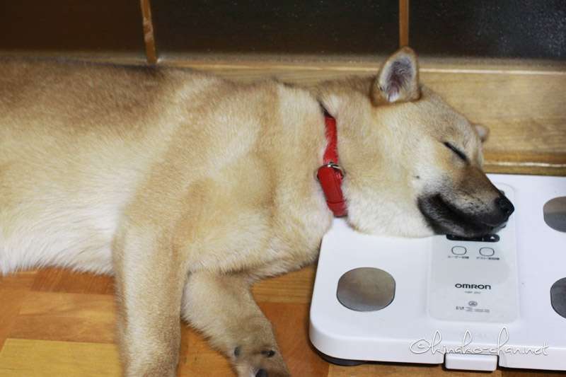 【画像】眠っている動物たち