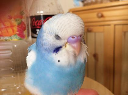 【画像】眠っている動物たち